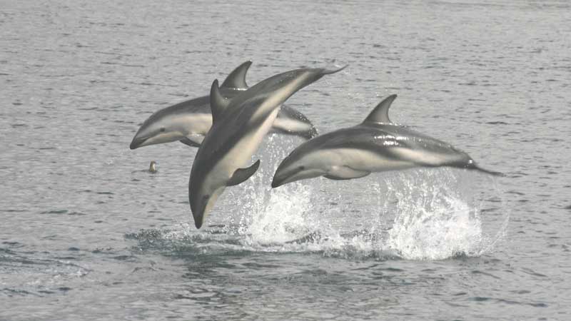 Dolphin Viewing in the very calm waters of New Zealand's famous Marlborough Sounds.