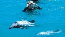 Akaroa - Dolphin Swim "Last Minute HOT Deal" - Black Cat Cruises